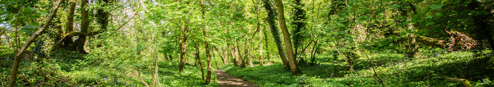 Photo from the public footpath in Becky Addy Wood. Taken in 2023.