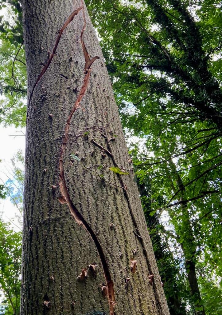 Artificial cracks cut into an ash tree to provide replacement habitat for bats and birds
