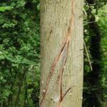 Artificial cracks cut into an ash tree - this creates replacement habitat for bats and birds