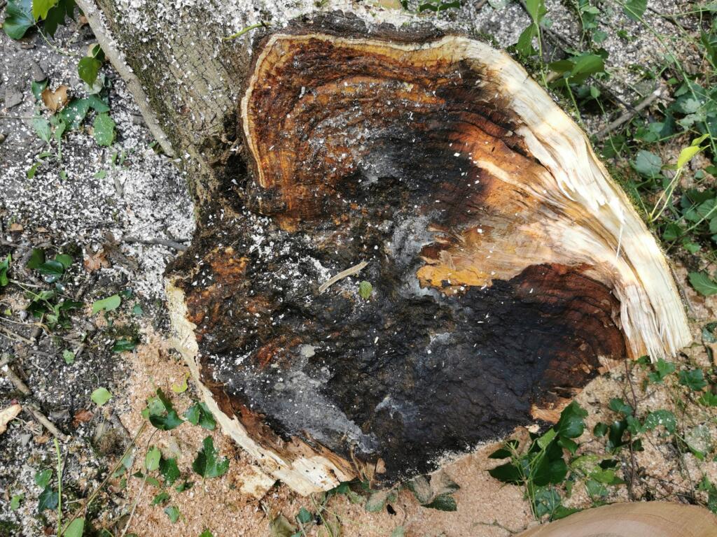 rot in an ash tree in Becky Addy Wood