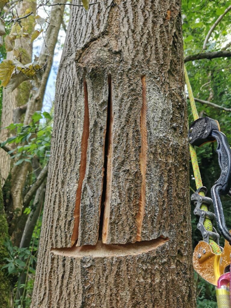 cuts to create bat roosts after work to reduce the size of a dangerous tree in Becky Addy Wood