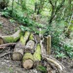 Timber used to make 'leaky dams' to hold back water during heavy rainfall and prevent soil erosion