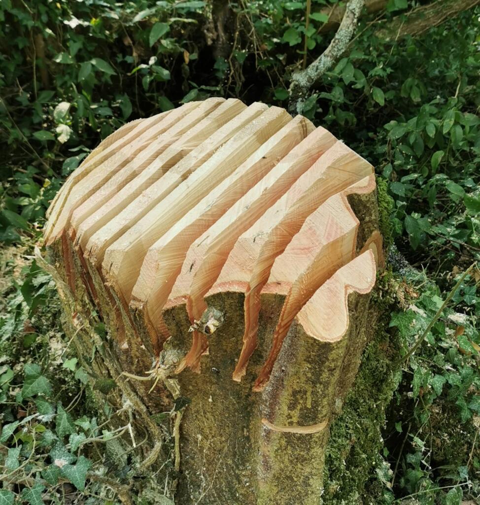 Veteranisation of a tree stump - this creates habitat as the wood rots in the woodland
