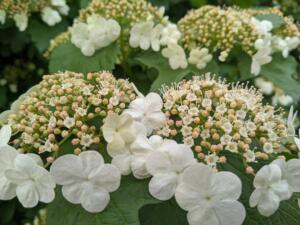 Example of a Guelder Rose