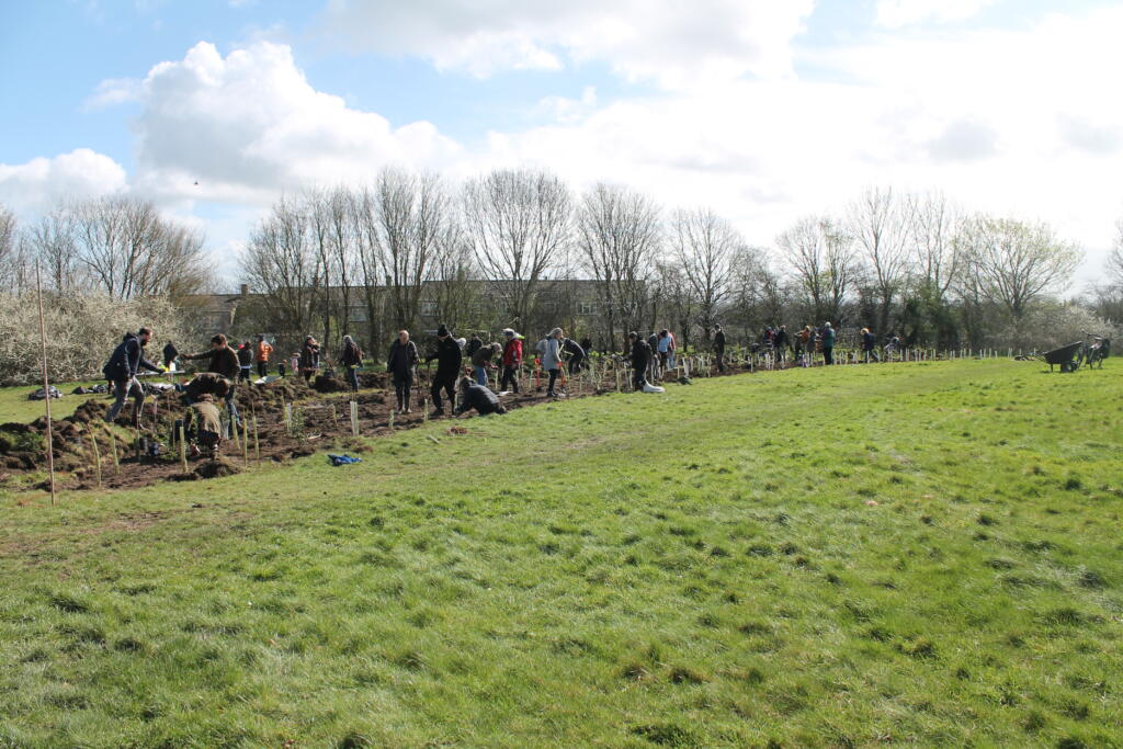 Trees planted by members of the community at our Plant Poulton Park event on Saturday 25 March
