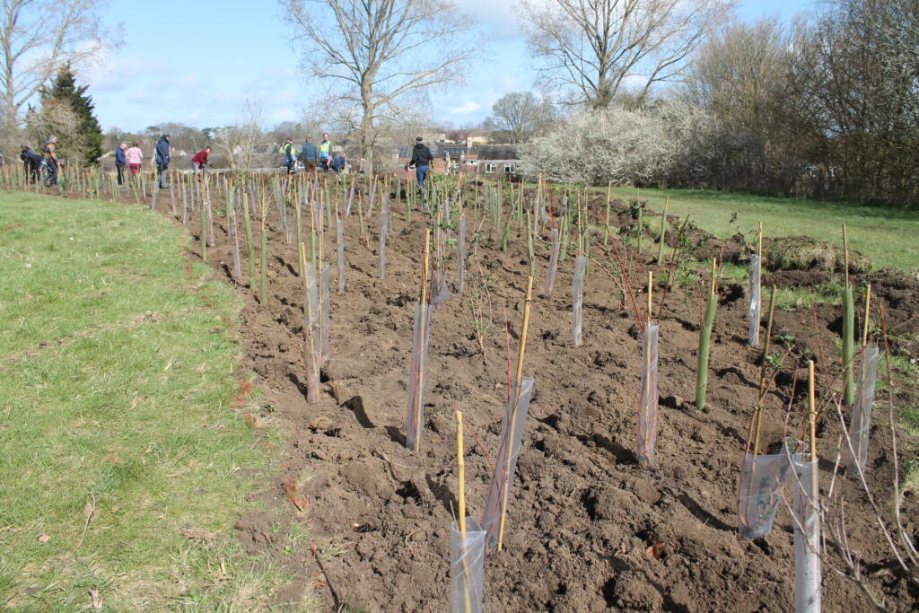 Small trees (whips) planted in Poulton Park