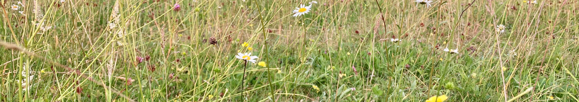 Poulton meadow