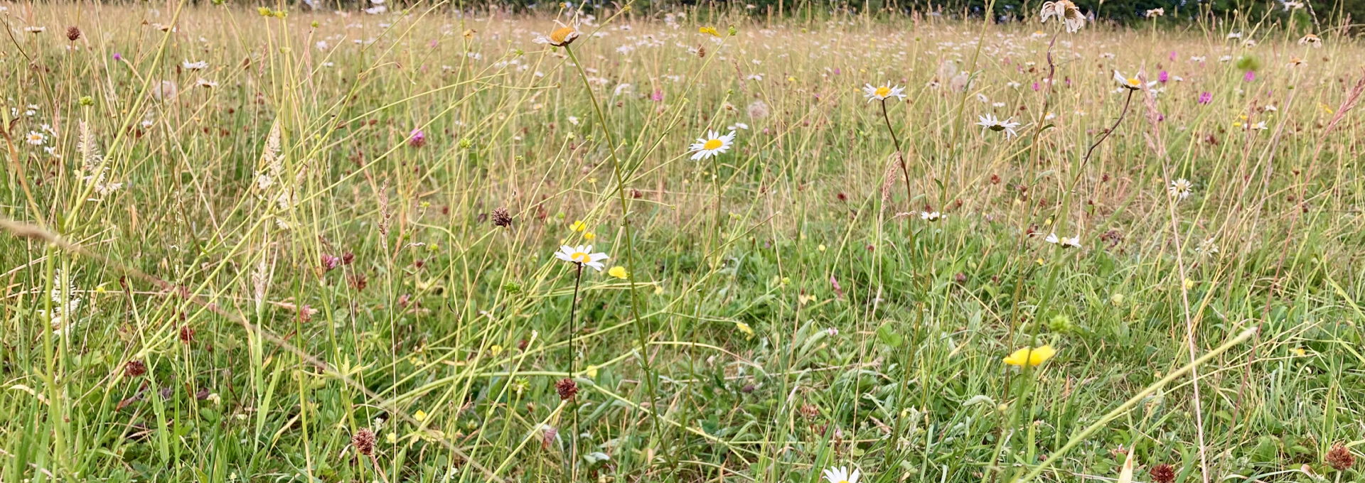 Poulton meadow