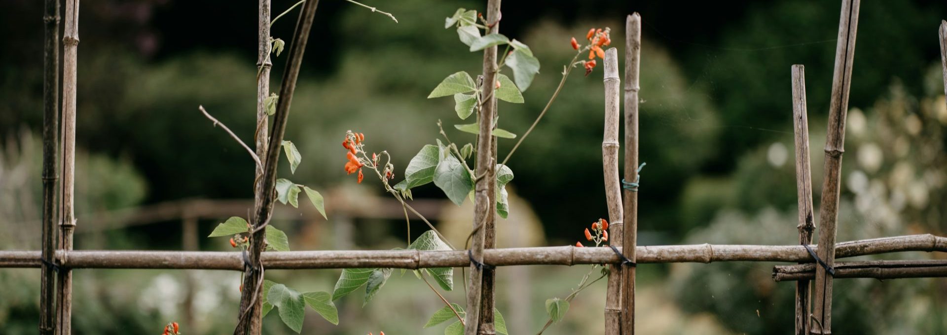 Runner beans